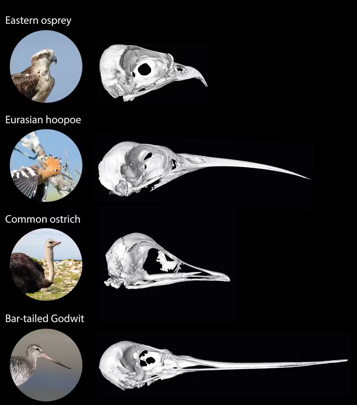 beak x-rays