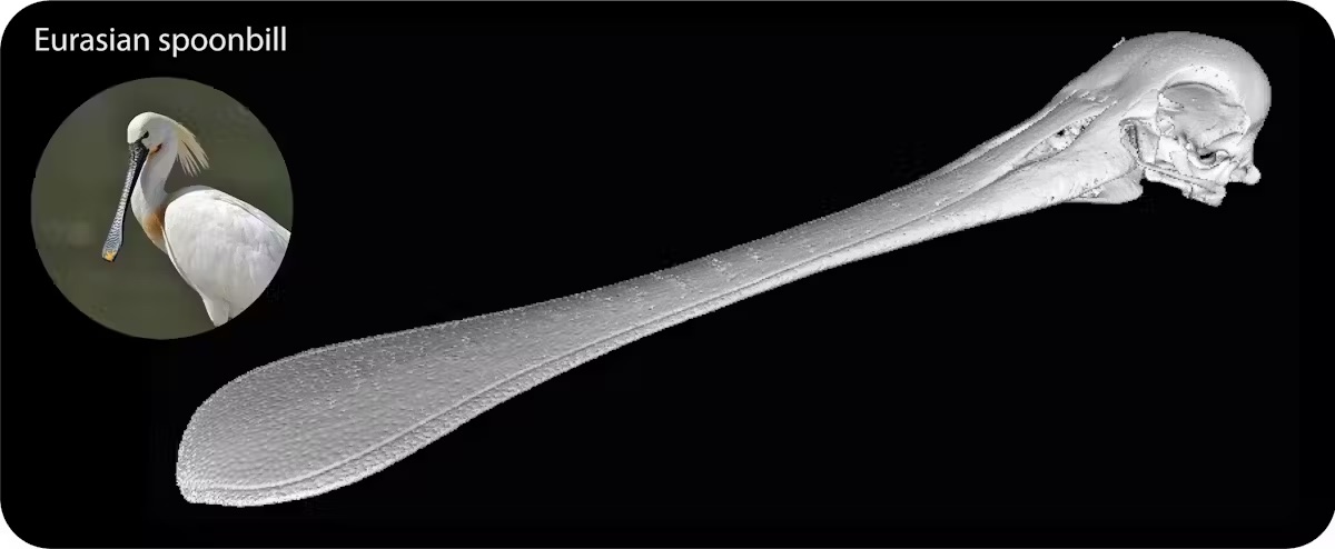 x-ray of eurasin spoonbill bird