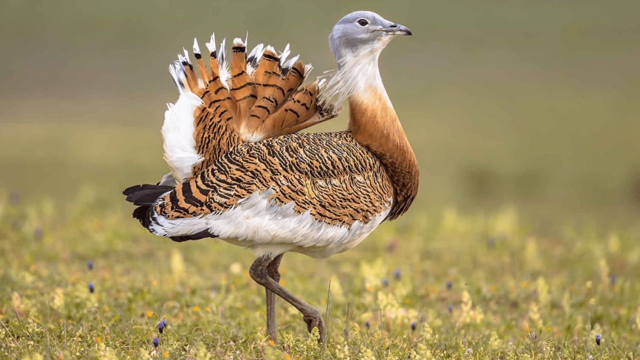 Ancient funerals may have included a ritual feast on a giant bird