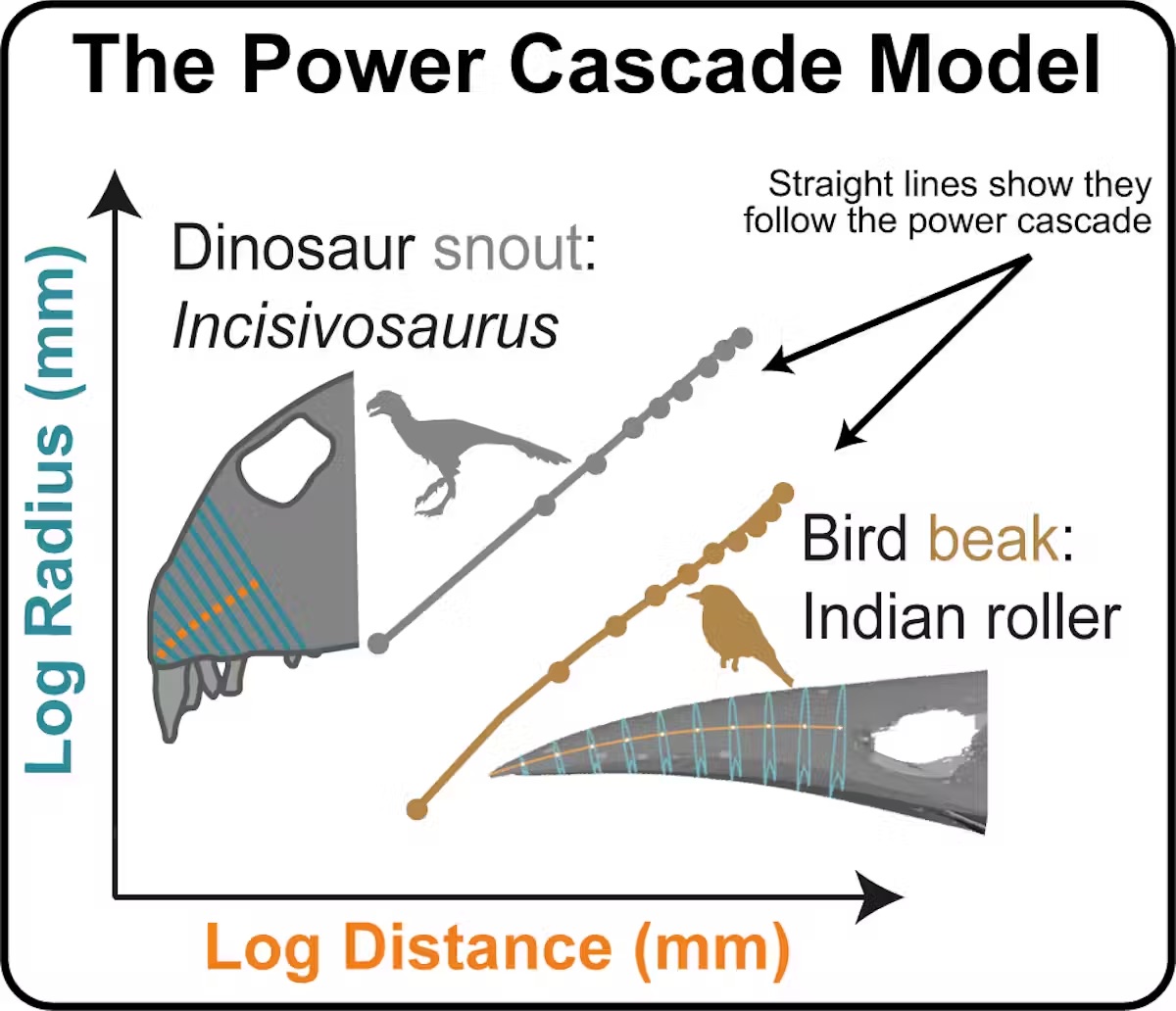 the power cascade model