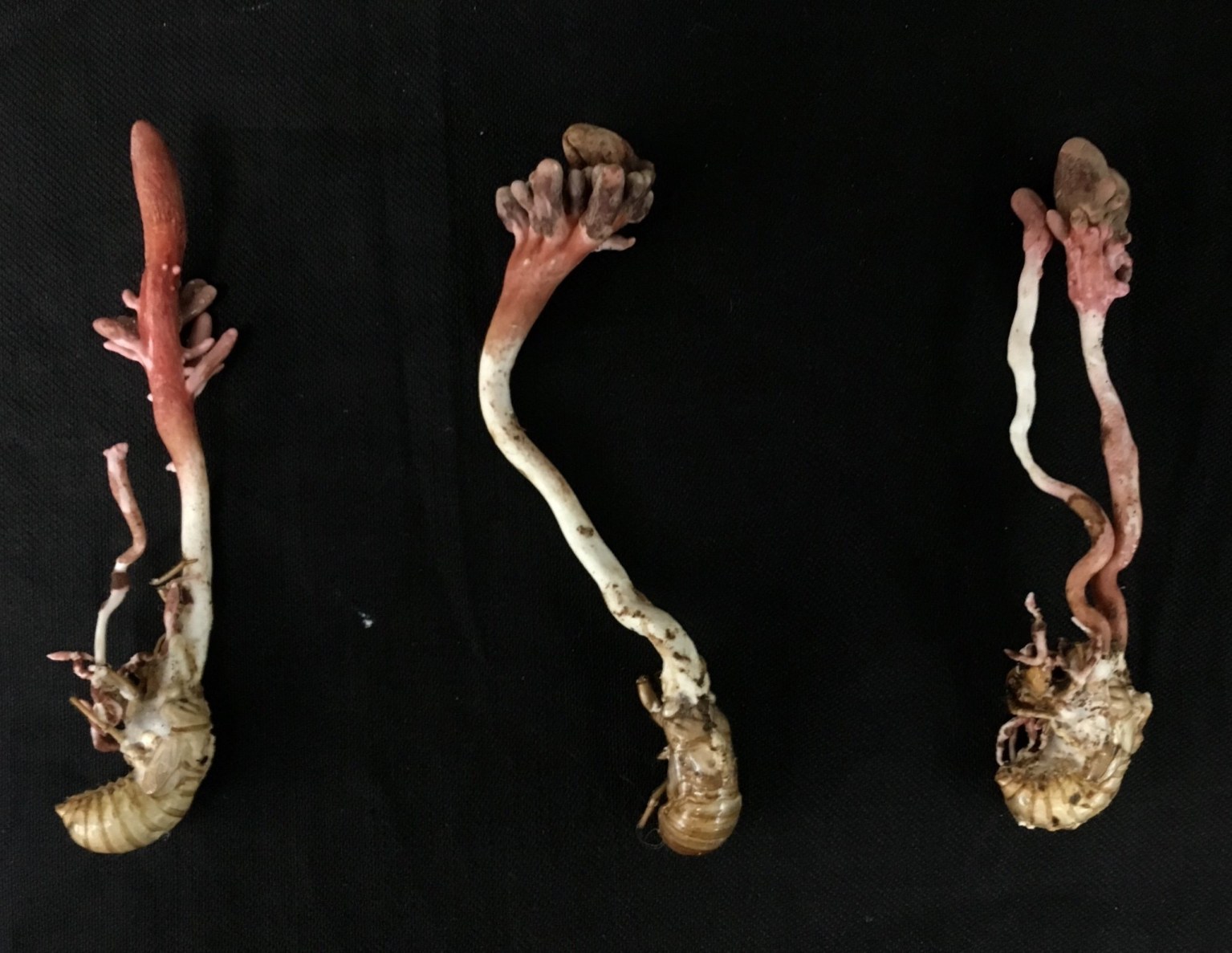 Cordyceps fungus: ‘The Last of Us’ co-star thriving outside the ...