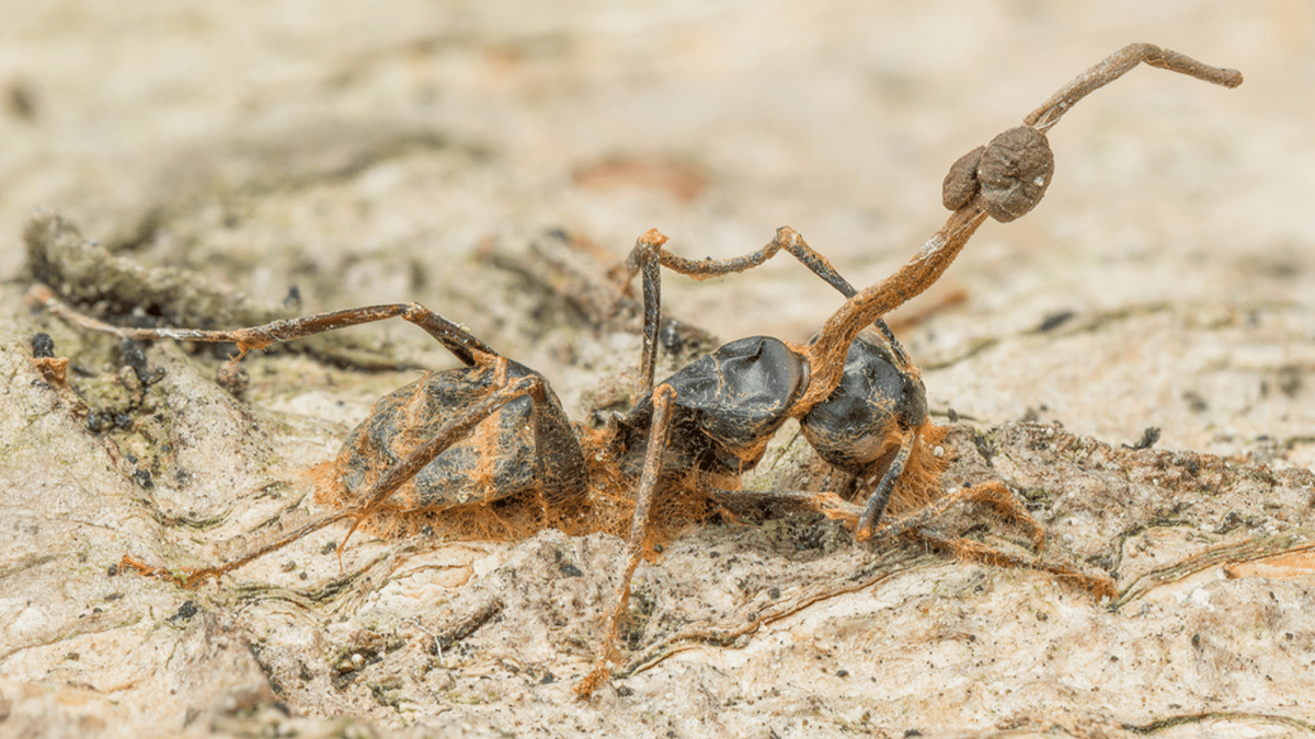 Cordyceps fungus: 'The Last of Us' co-star thriving outside the
