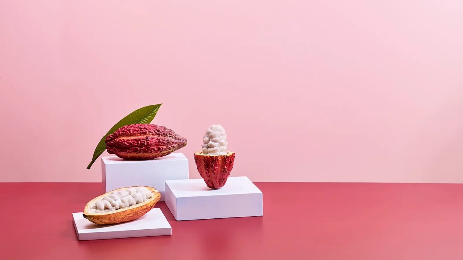 cocoa plant on stand