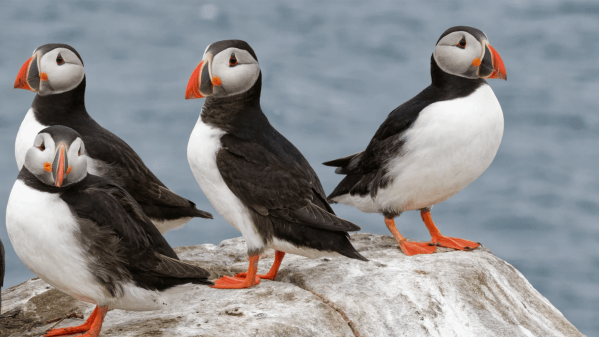 Puffin-counting season begins with two new livestreams | Popular Science