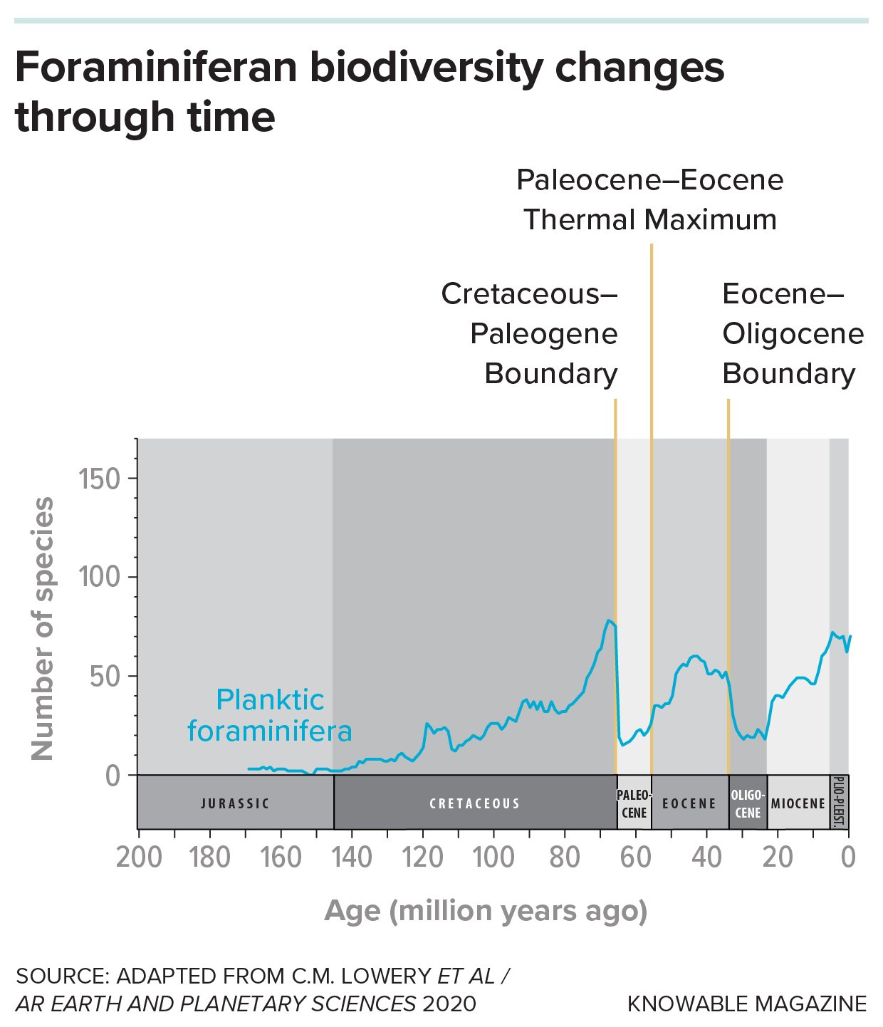 Foraminiferan fossils allow researchers to plot foraminifera diversity through time. The catastrophic events marking the Cretaceous-Paleogene and Eocene-Oligocene boundaries caused dramatic drops in the number of species observed in the fossil record.