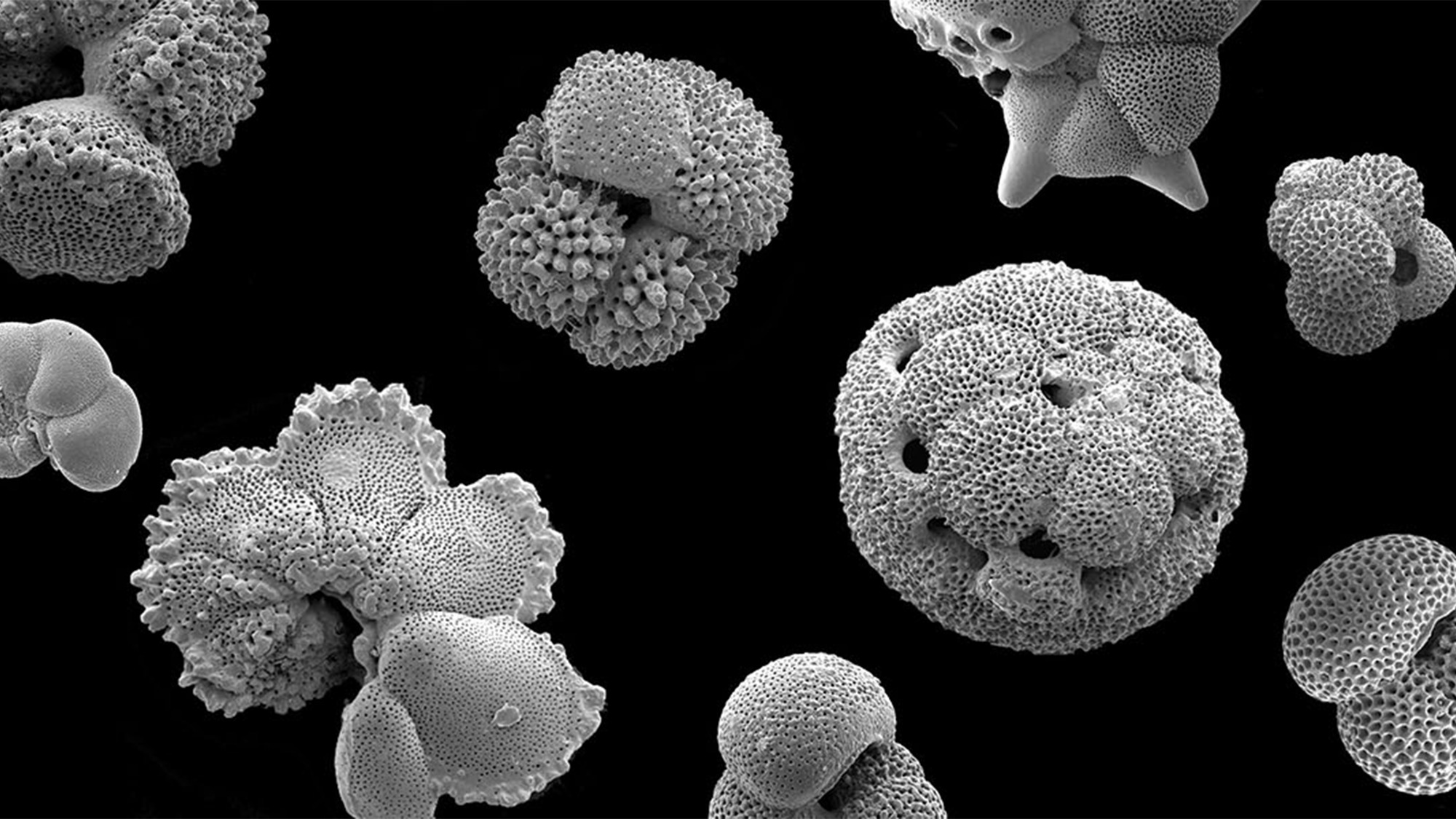 These fossilized foraminiferan shells, dating back 35 to 45 million years, were found in Tanzania. They all belong to species that are now extinct. The largest are about half a millimeter in diameter.