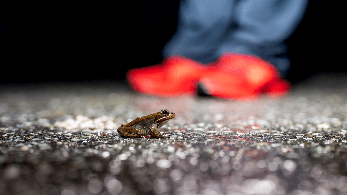 frog-on-road.png?quality=85&w=1200