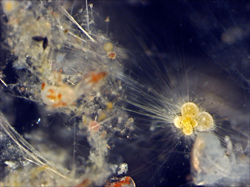This picture shows a living foraminiferan, on the right, of the species Globigerinella calida, fished out of the southwestern Indian Ocean with a plankton net in 2009. The tentacles it uses to feed and move are clearly visible, extending a significant distance from the shell. 