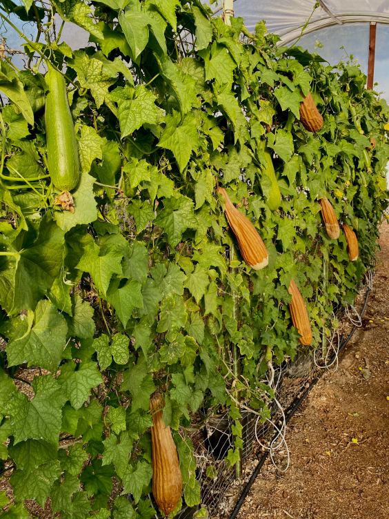 a-trip-to-the-farm-where-loofahs-grow-on-vines-popular-science