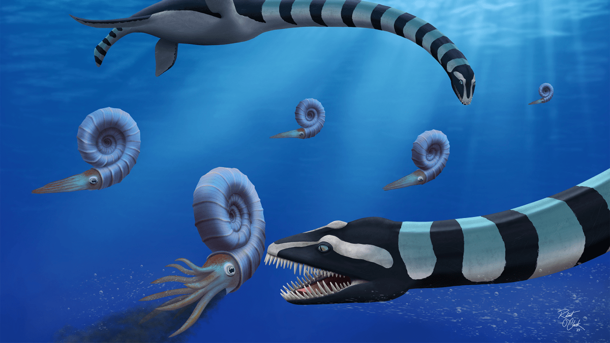 Mader's Reptile and Amphibian 獣医　エキゾチック Mader's Reptile and Amphibian 獣医 エキゾチック