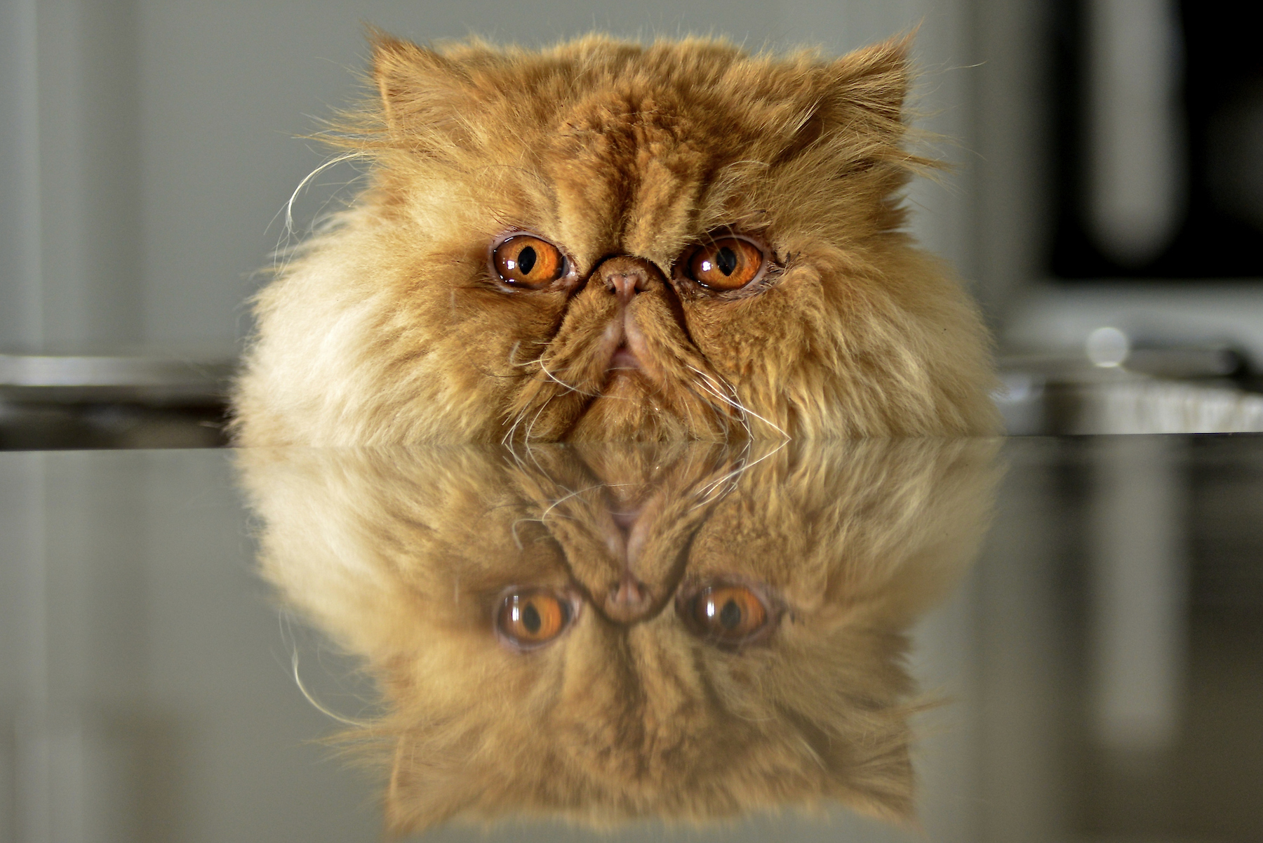 an orange persian cat and its reflection in a table