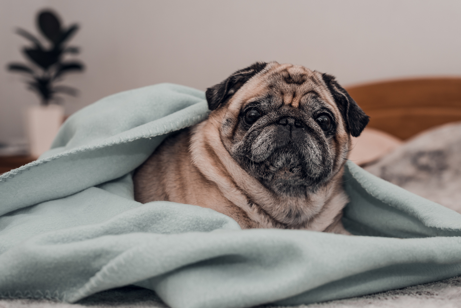 Senior pug dog wrapped on blanket and relaxing on the bed at home. Lifestyle.