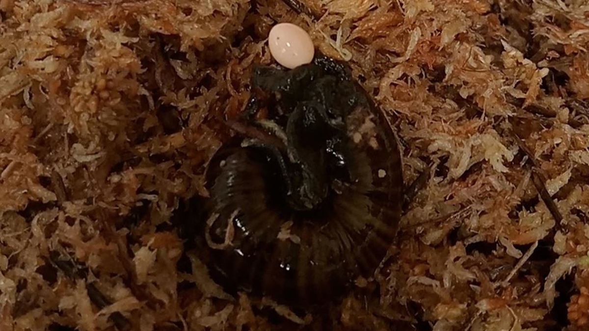 Watch a snail lay an eggfrom its neck | Popular Science