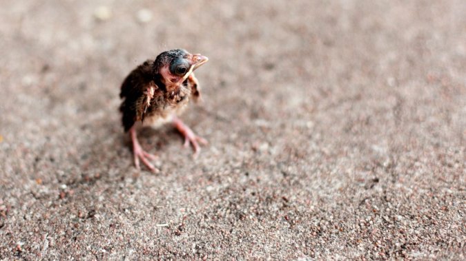 What to do if you find a baby bird out of its nest | Popular Science