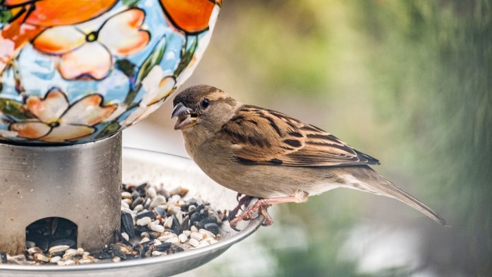 A bird on a feeder eating seeds.