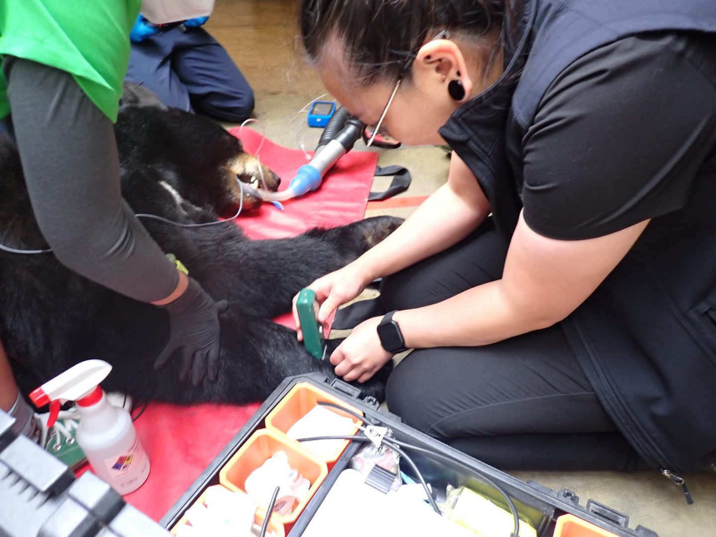 This is how you give a bear a check-up | Popular Science