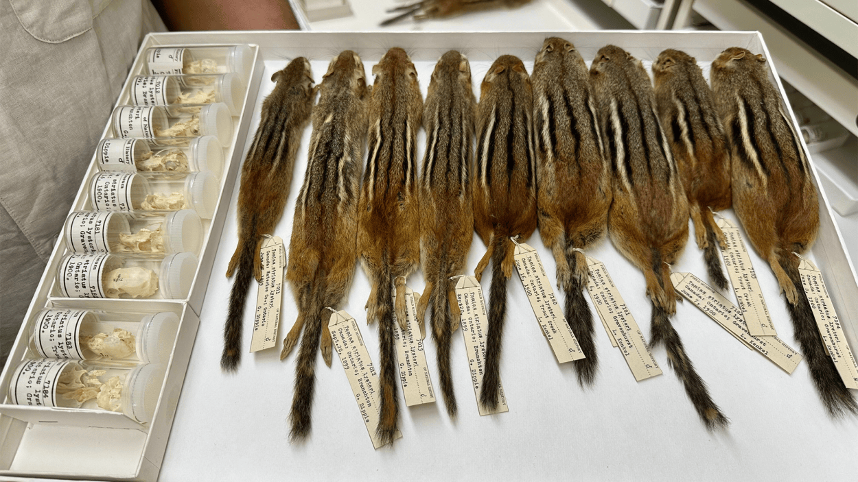 City living is changing rodent skulls in Chicago | Popular Science