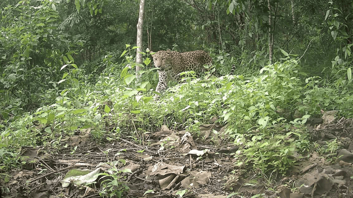 Leopard Extinction Rater Elusive and critically endangered leopard caught on camera | Popular ...
