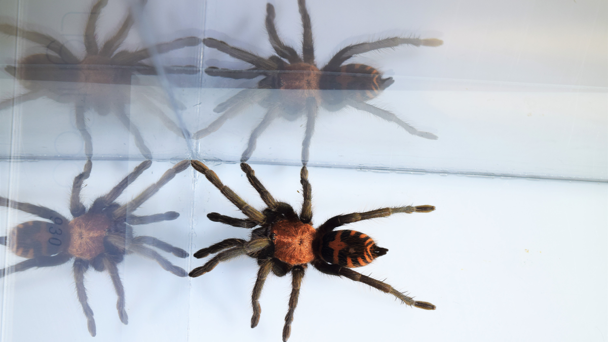 Tarantulas adapt their running style after losing legs | Popular