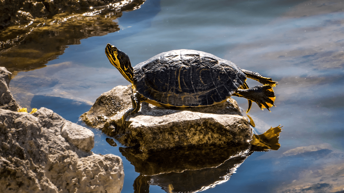 Why do turtles do the ‘Superman pose’? | Popular Science