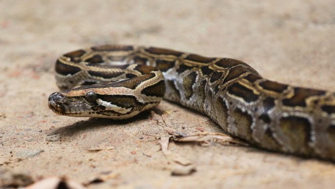 Pythons can devour bones thanks to unique stomach cells | Popular Science