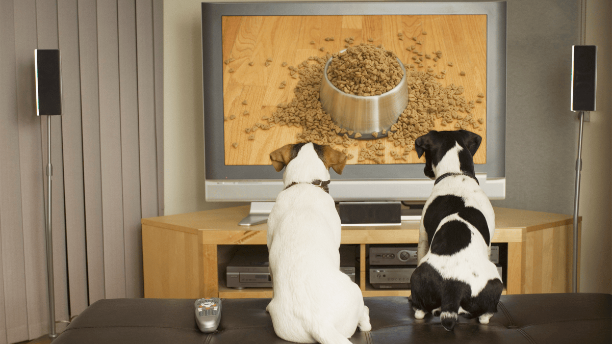Science reveals dogs' favorite type of TV