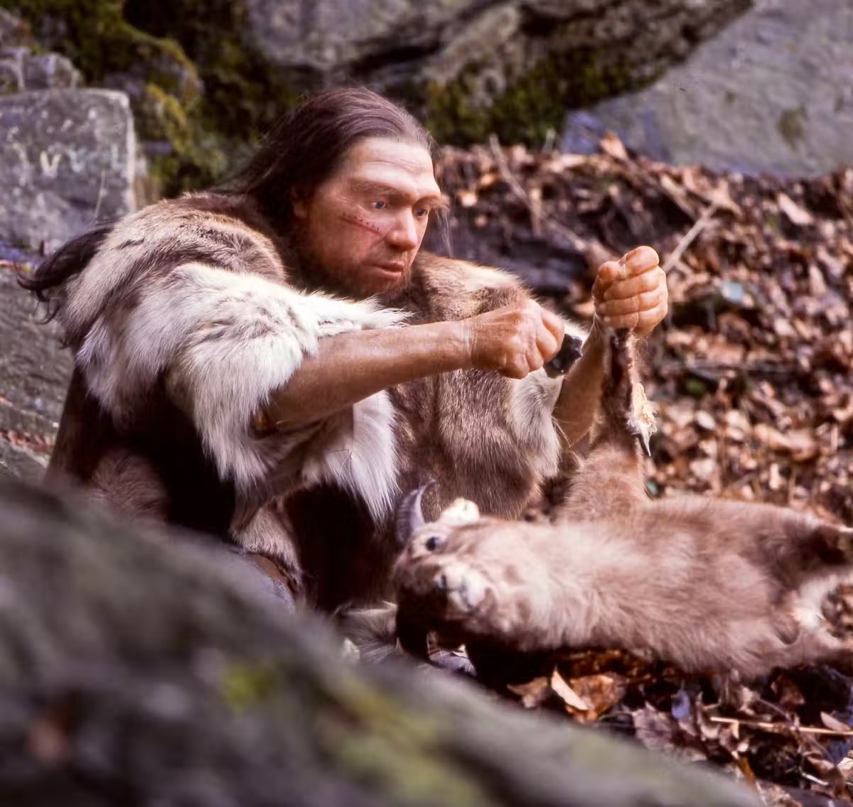 Reconstruction of a Neanderthal man butchering a goat 