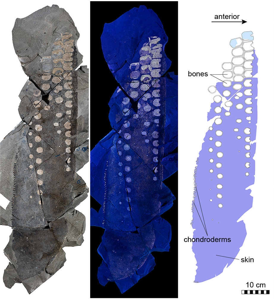 an x-ray of a fossil fin shwoing the soft tissue