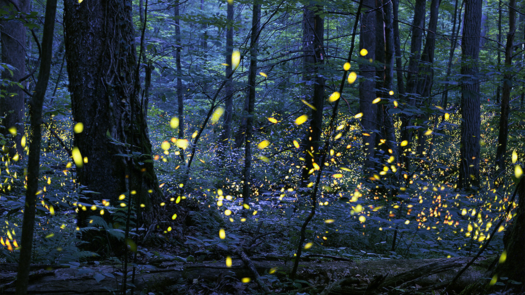 Why fireflies are everywhere this summer