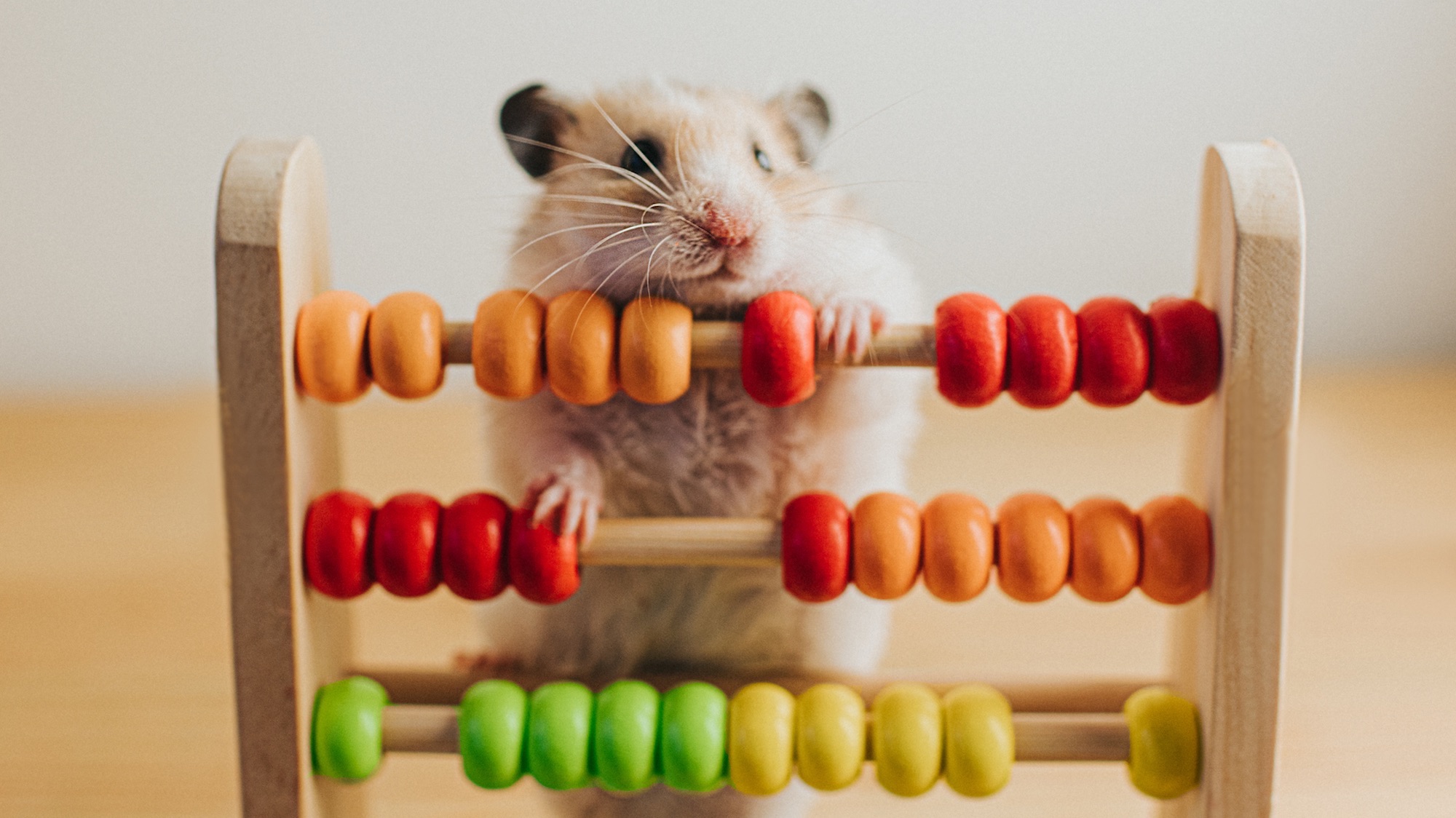 Hamster and an Abacus