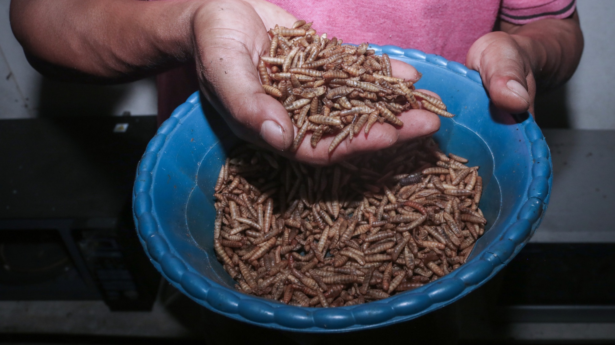 Ilham (29 years) show maggot from kitchen waste and organic waste in Siliragung village, Banyuwangi, East Java, Indonesia, on August 1, 2022. The farming maggot is produced from kitchen waste from a mining company and traditional market waste around. In 1 month it produces 100 kilograms. It sells for (wet maggot) USD 0,28/ kilograms and (dry maggot) for USD 5,47 / kilograms. In addition, they produce compost for USD 2,36/25 kilograms and soil fertilizer booster for USD 0,47/kilograms Maggot BSF (Black Soldier Fly) is the larva of a large black fly. The maggot business is managed by young people who are members of the community (PEGE) from the CSR assistance of the PT. Bumi Suksesindo company which carries out mining exploration around the village. (Photo by Aman Rochman/NurPhoto)
