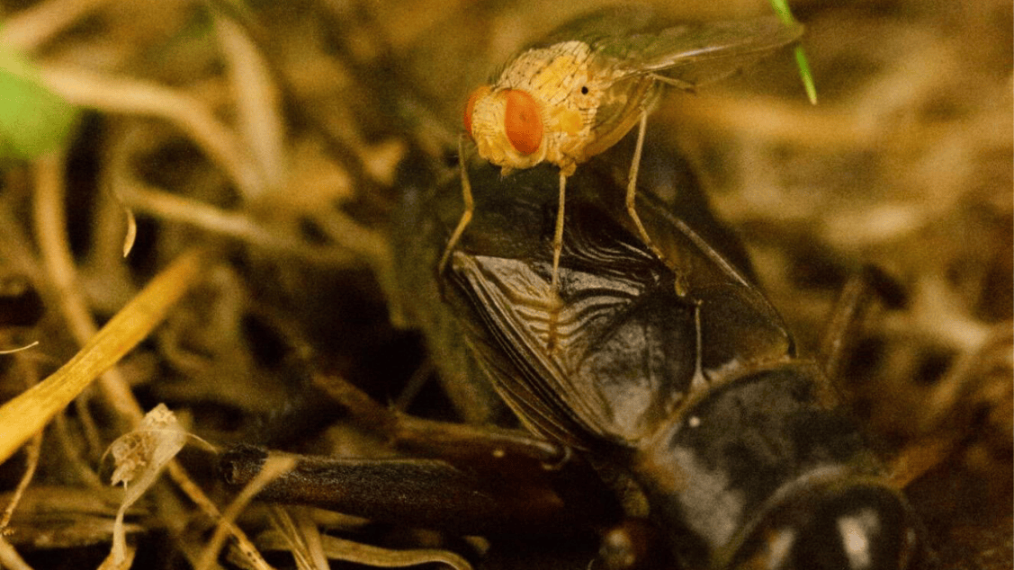 Trigger Fly Insect This parasitic fly gives birth inside of crickets | Popular Science