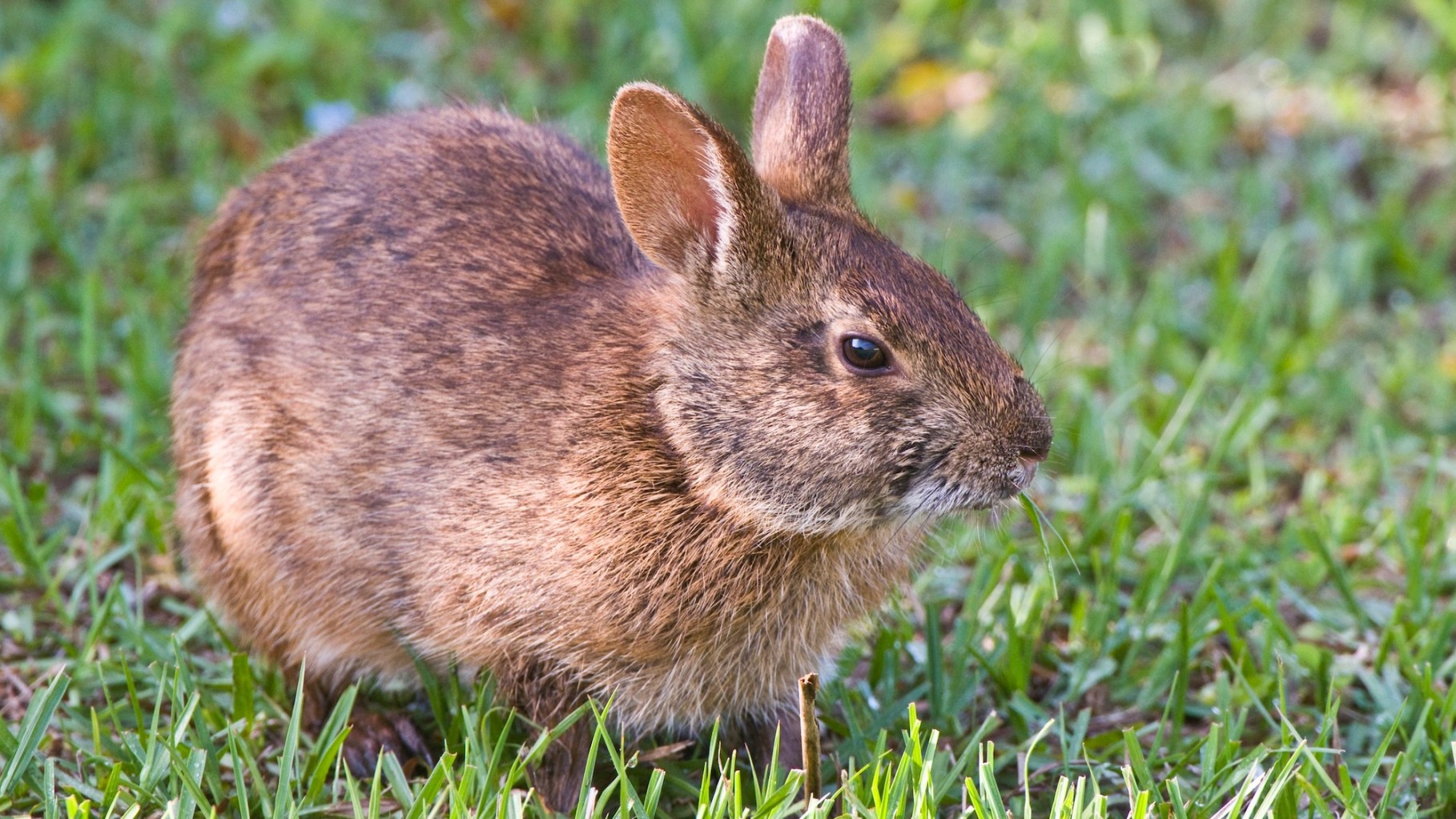 Robot bunnies deployed in Florida to fight invasive pythons | Popular ...