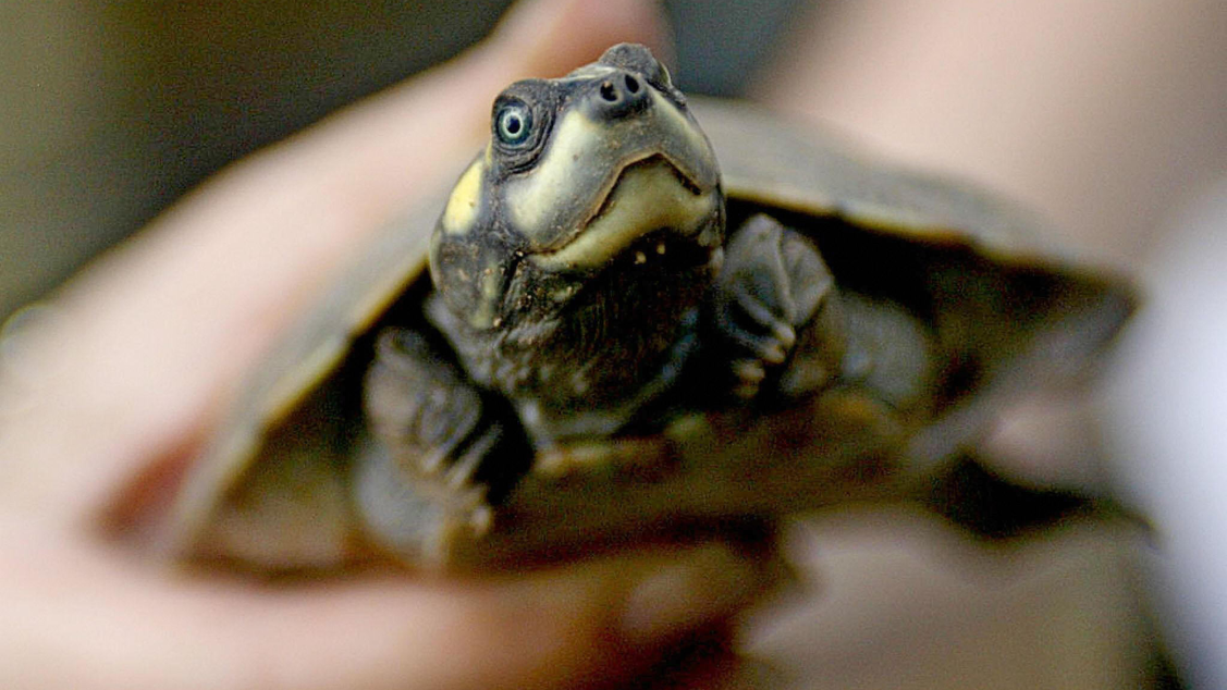 World's largest known turtle nesting site found in the Amazon | Popular ...