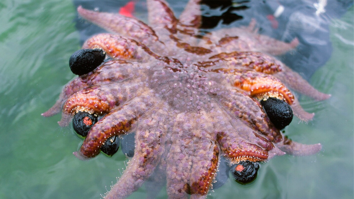 Meet the 24-armed sea star, a kelp forest's bodyguard | Popular