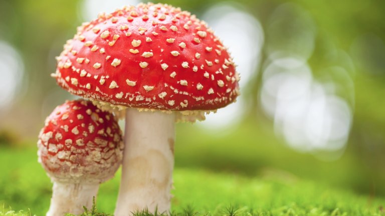 red mushrooms with white spots