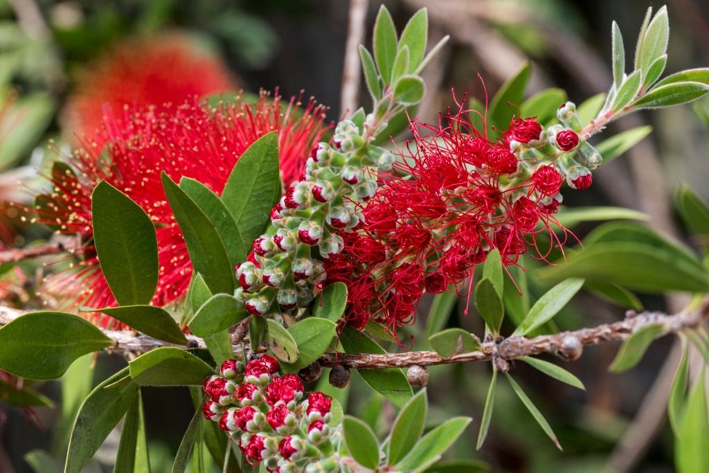 Close-up of a blooming Australian bottlebrush plant, showing vibrant red, bristle-like flowers and small green buds surrounded by narrow, pointed green leaves.