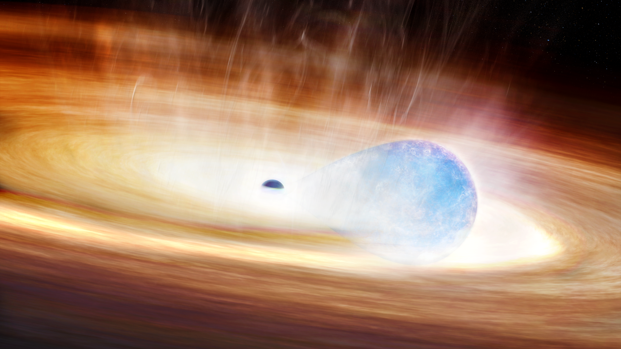 A study led by the Center for Astrophysics | Harvard & Smithsonian (CfA) has captured the explosive interaction between a black hole and a nearby massive star (blue), as depicted in this artist's conception. As the separation between the star and the black hole decreased, the black hole's intense gravity pulled gas and dust off of the star into a disk. Before the star was able to swallow the black hole, gravitational stress from the black hole triggered the star's explosion. Collisions between the stellar explosion and shells of material from earlier interactions located above and below the disk powered a dramatic re-brightening event. This artist’s graphic shows the massive star and black hole before the supernova explosion, when the star’s shape is stretched by gravitational forces from the black hole. Credit: Melissa Weiss/CfA
