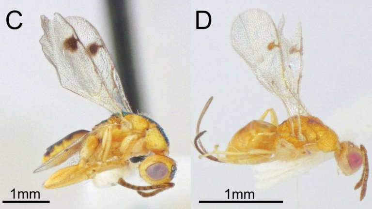 Two images of Bootanomyia dorsalis with 1 mm size comparison
