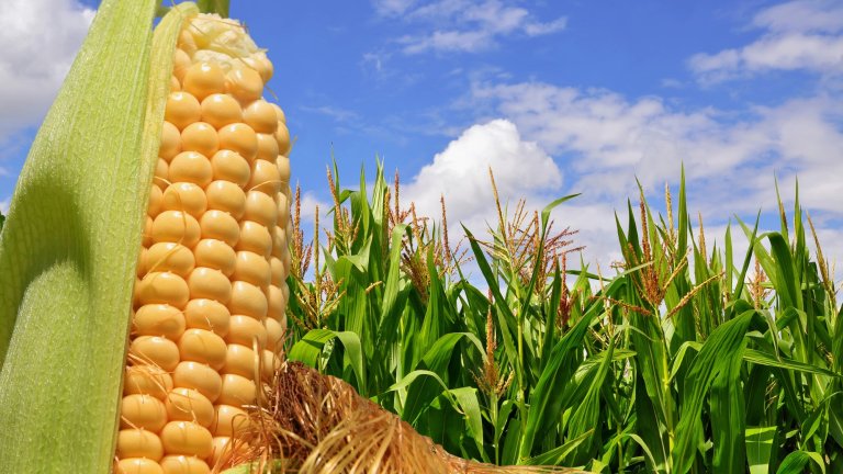 Close up of ear of corn in corn crop field