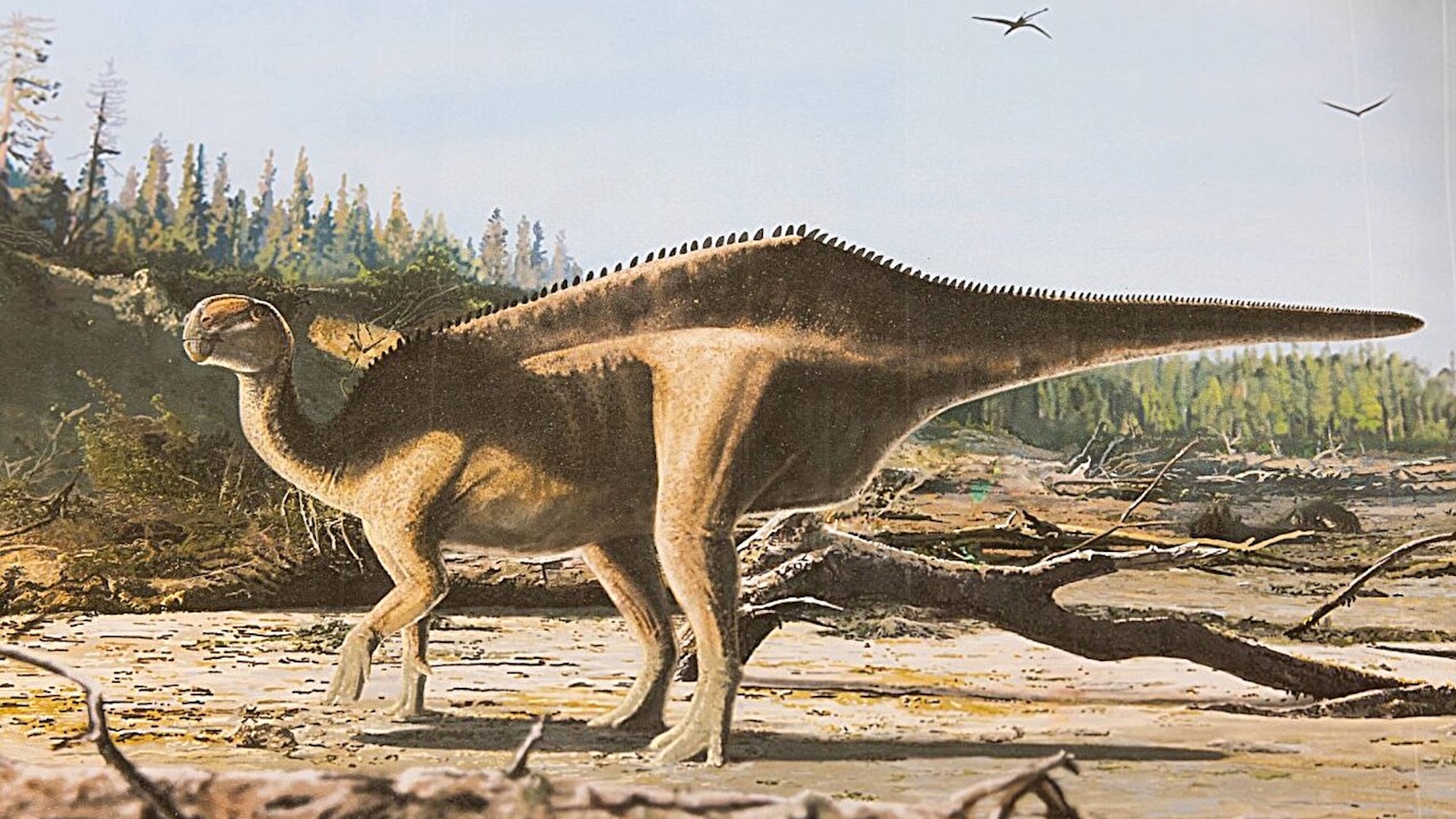 Artist's illustration of Istiorachis macarthurae on a sandy beach