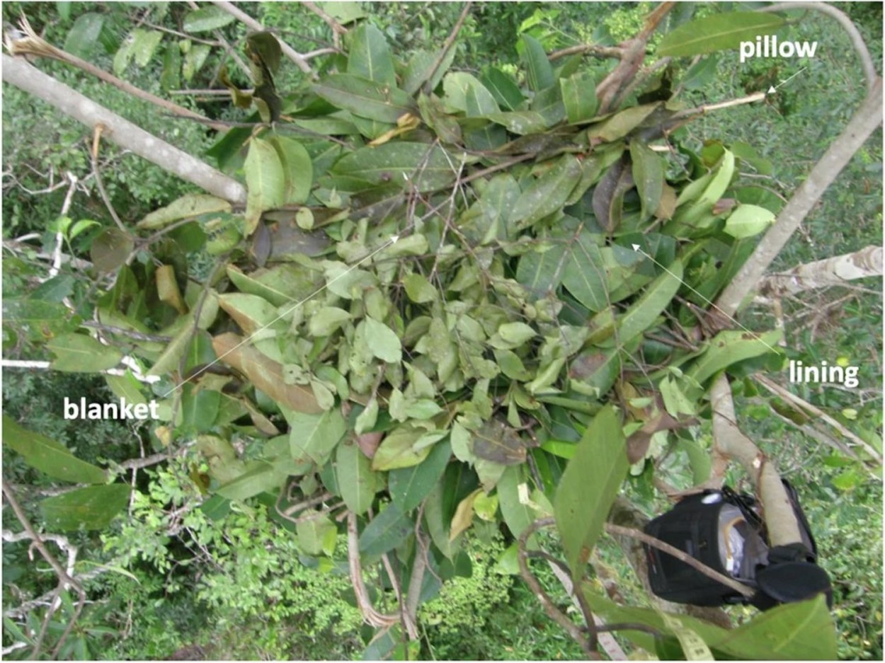 ORANGUTAN NEST visual data 4