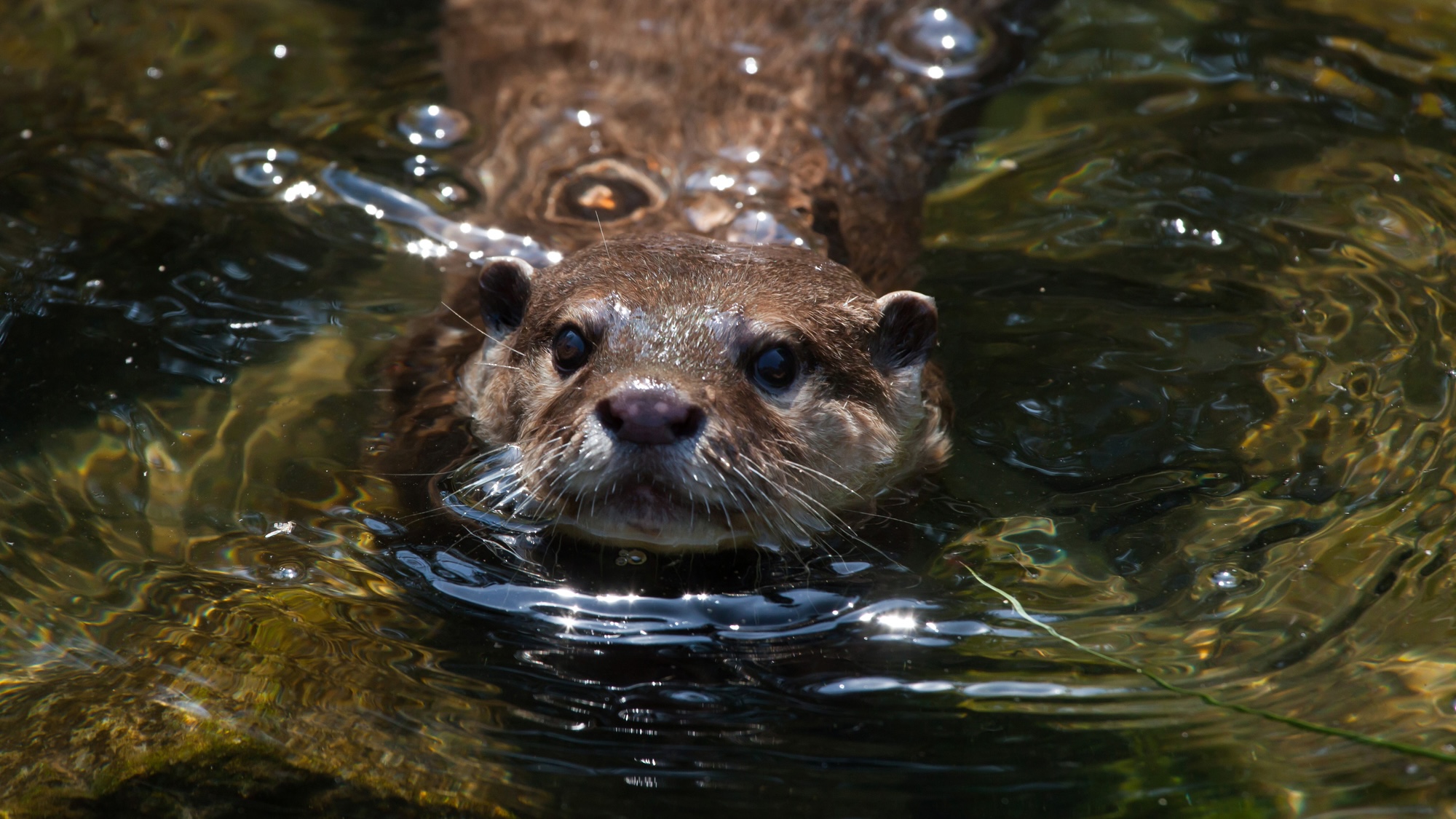 Asian small-clawed otter swimming in water