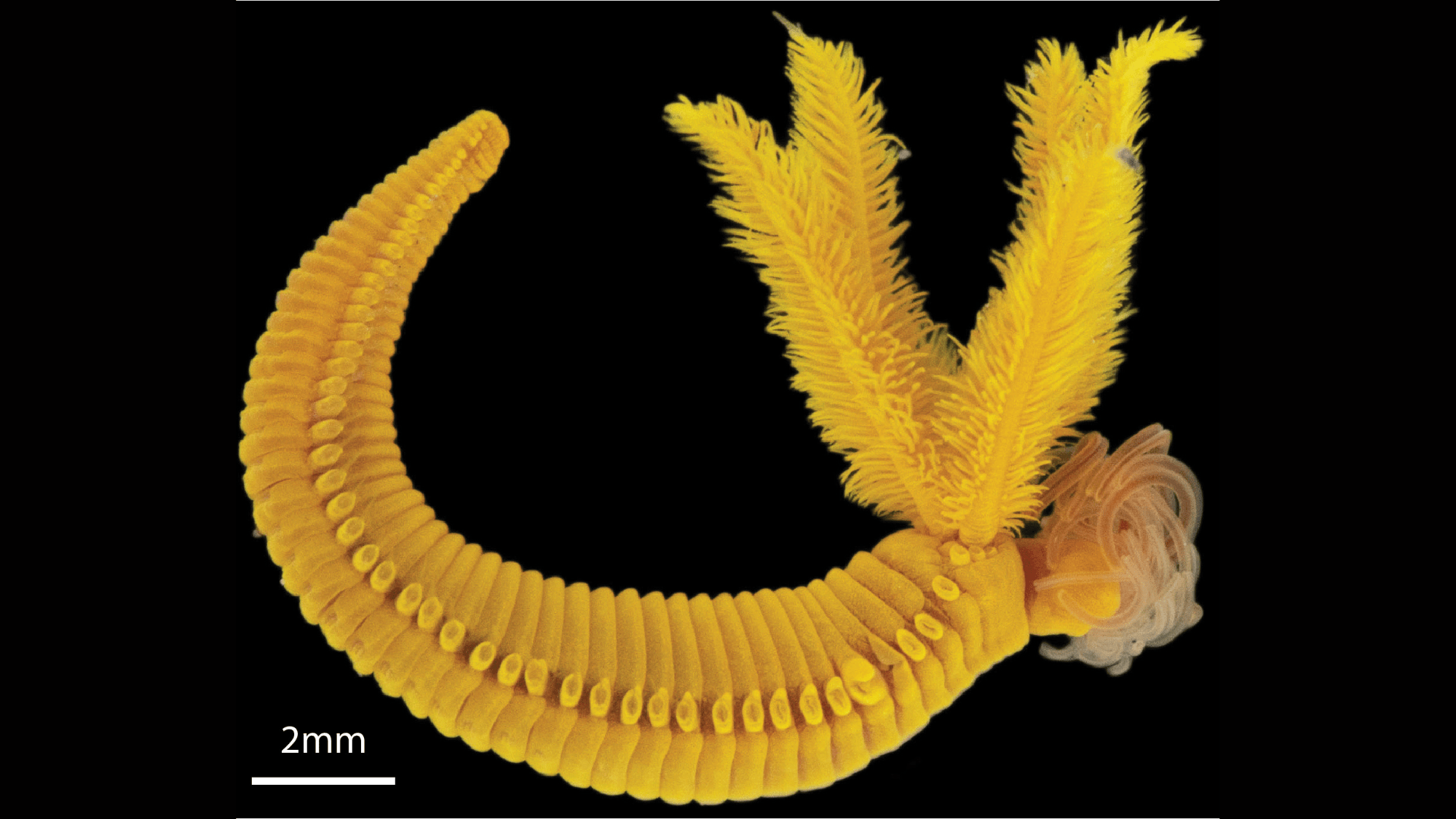 a curled yellow deep sea worm