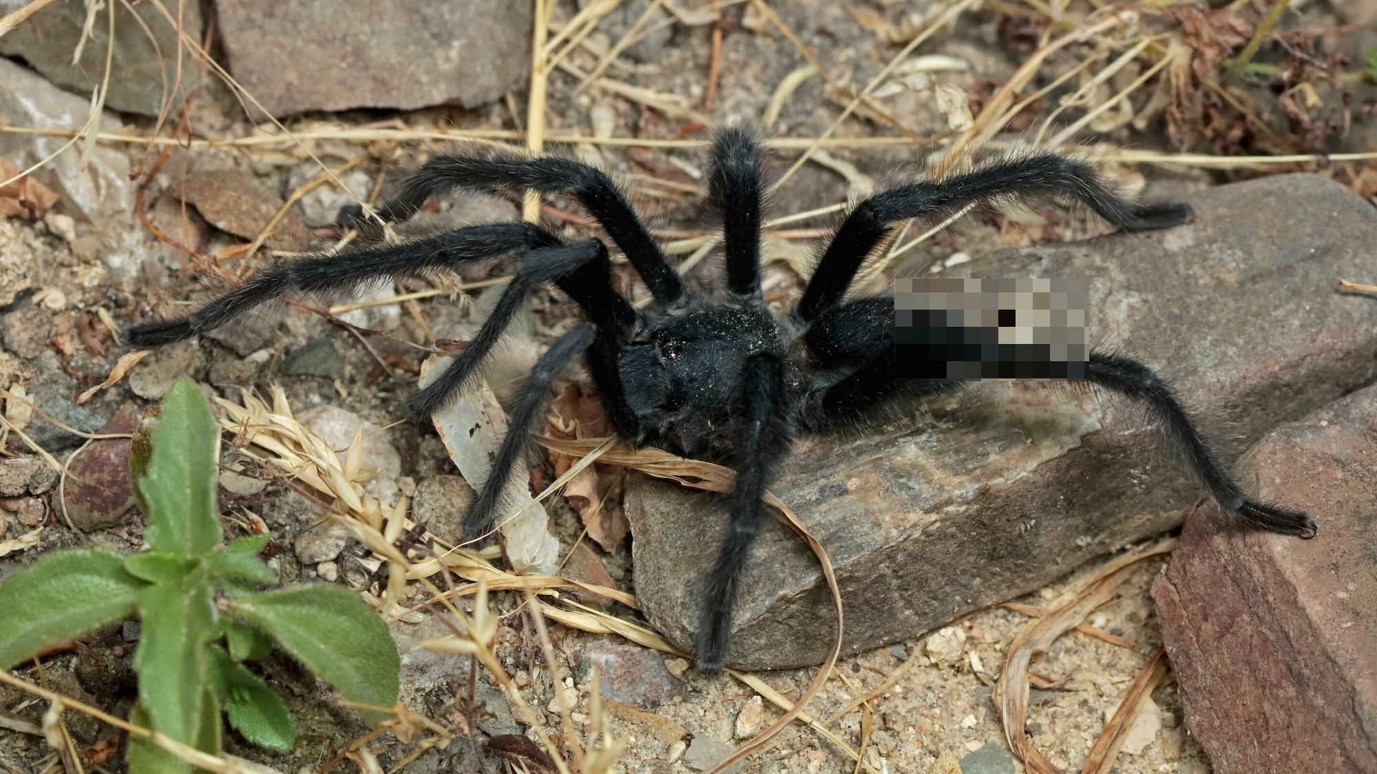 Black tarantula with pixelated rectangle over back thorax