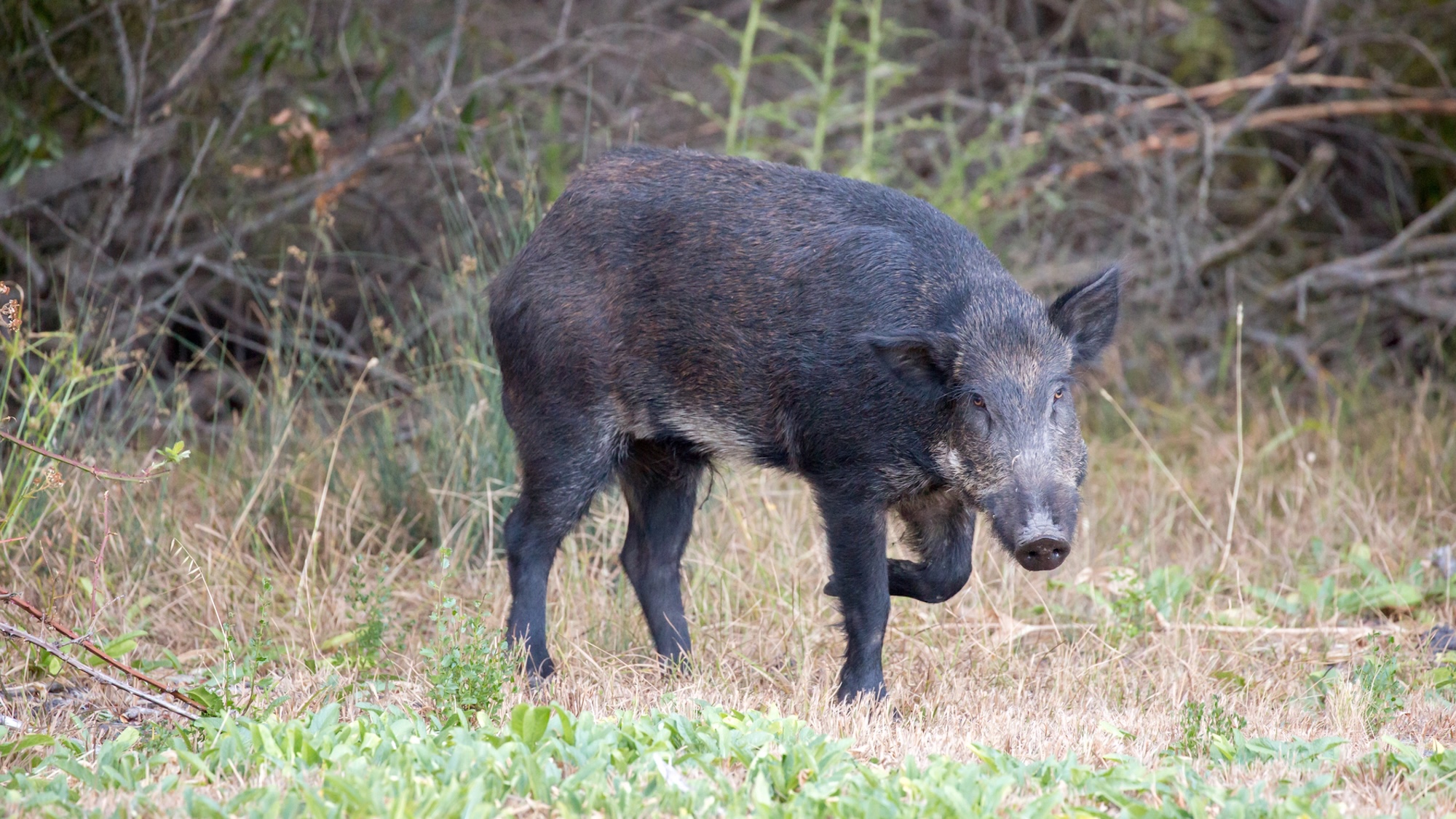 Wild pig walking in grass