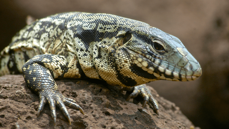 A black-and-white tegu lizard at Iguazu Falls, the waterfalls of the Iguazu River on the border between Brazil and Argentina.