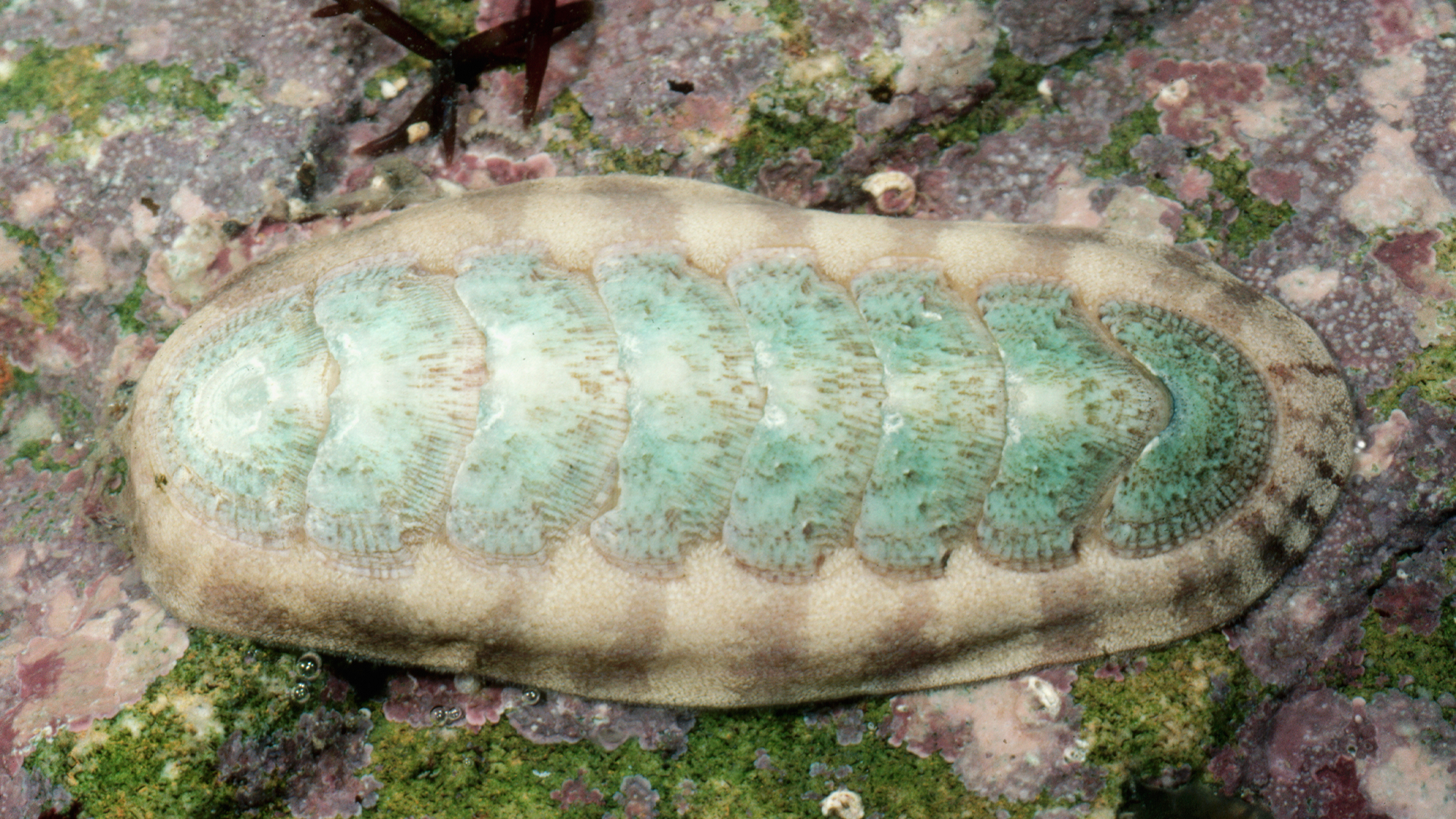 a long, cylindrical blue-green mollusck sits on a rock under the ocean