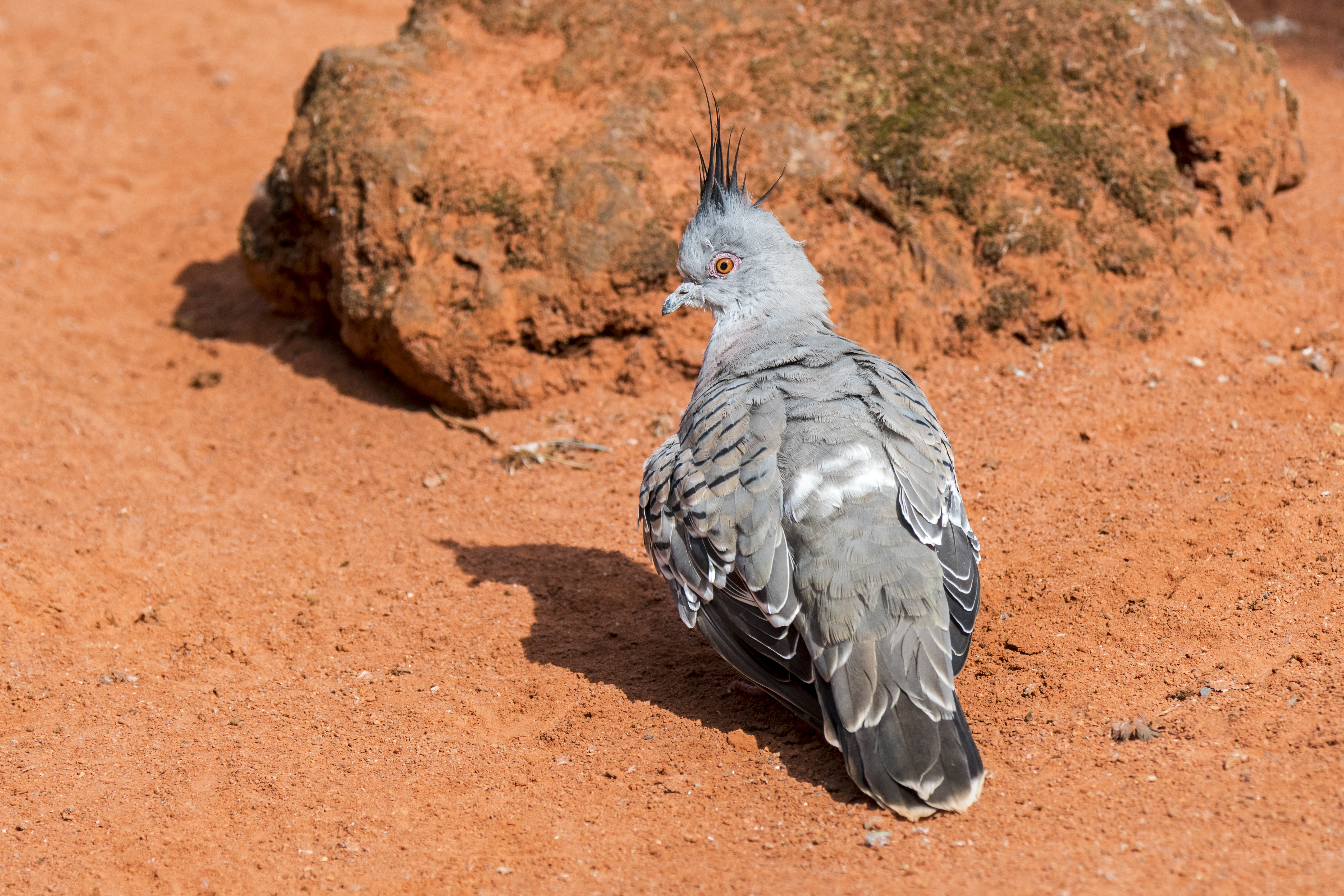 a bird with grey and white plummage stands on brown dirt