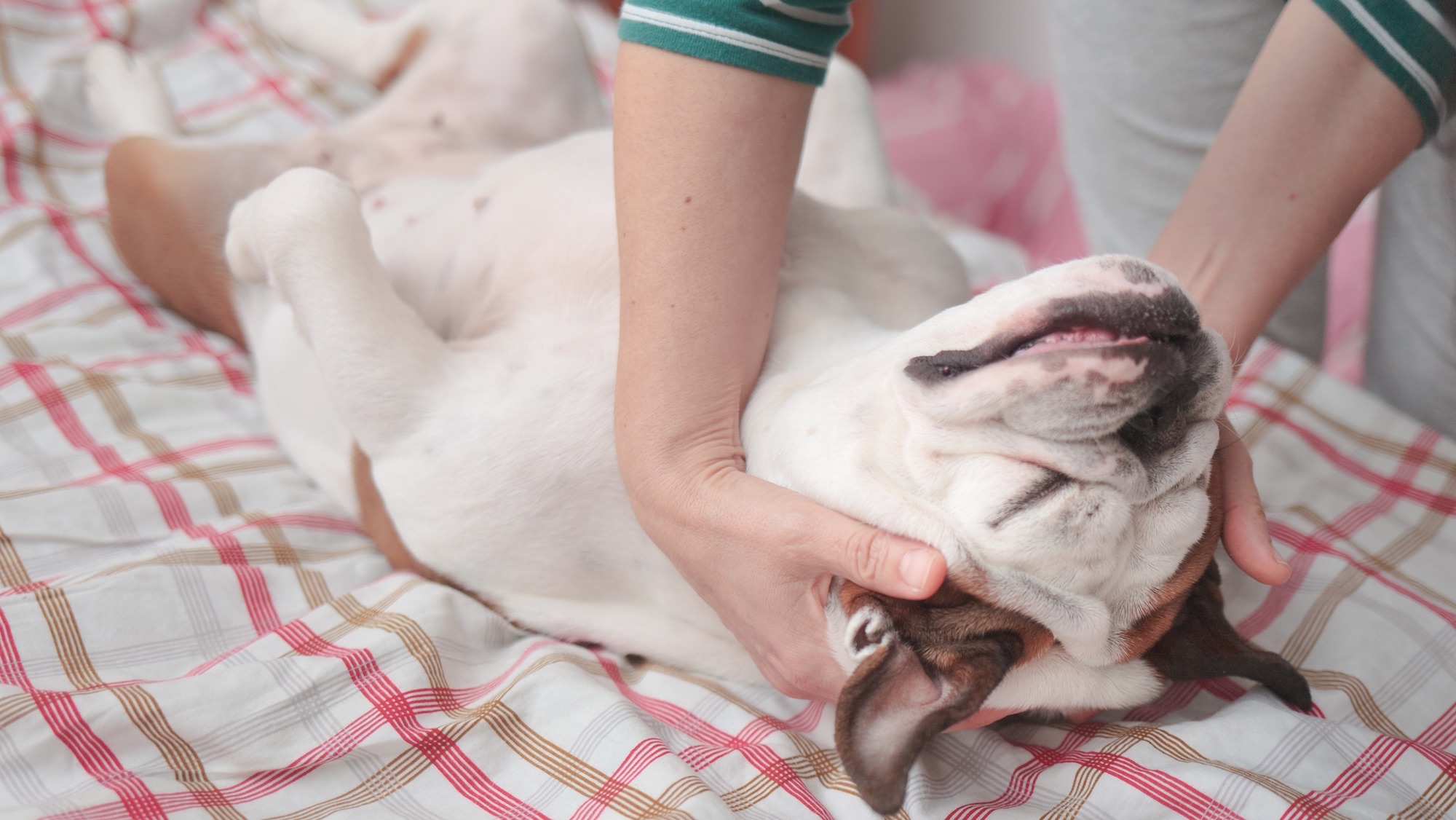 woman gives her dog a good spa massage while she lies down on the master's bed